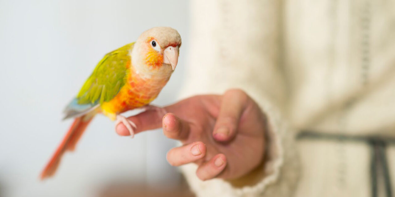 how-to-teach-a-parrot-to-speak-beautyofworld