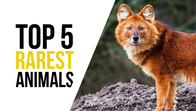 Top 5 rarest animals – Beautyofworld