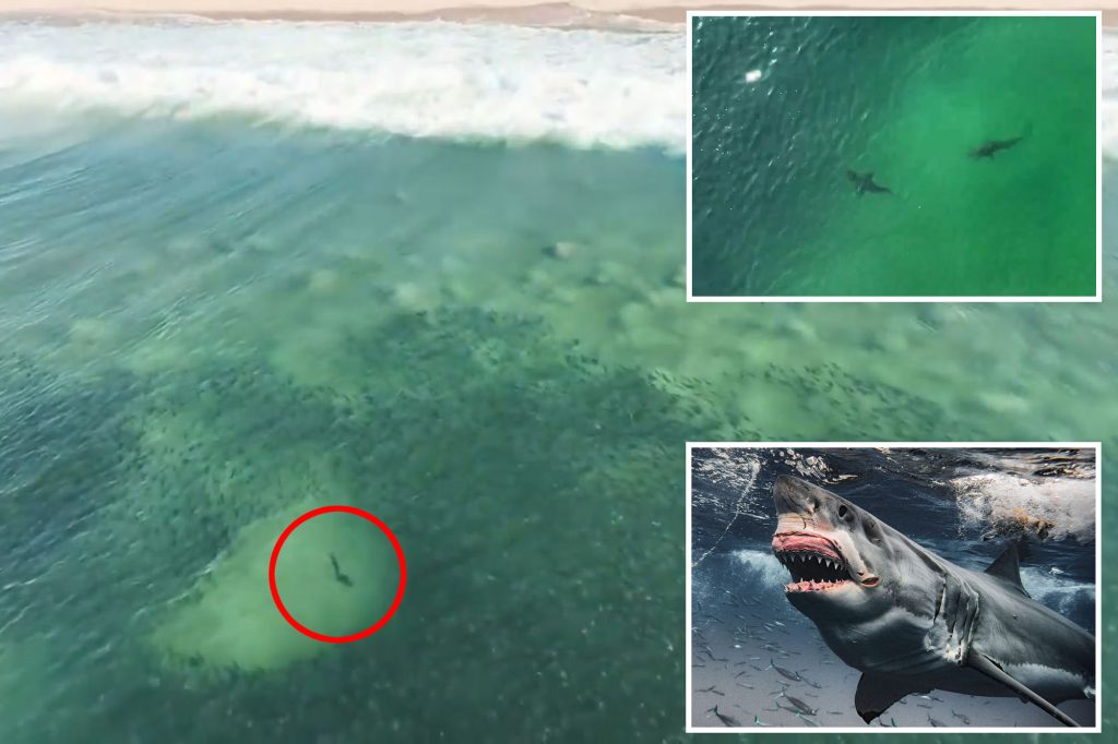 Sharks spotted ‘closer than ever’ in NY waters amid spike in sightings