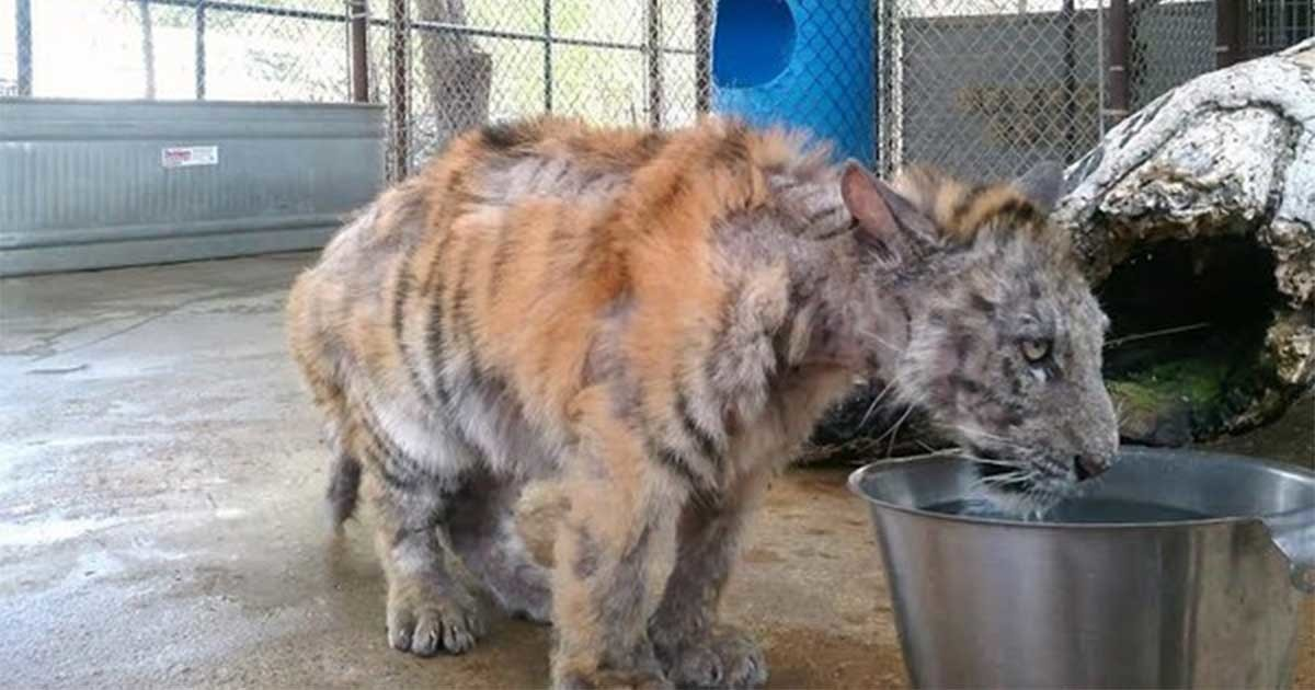 Neglected out of ignorance, tiger is rescued from circus – look at her miraculous transformation