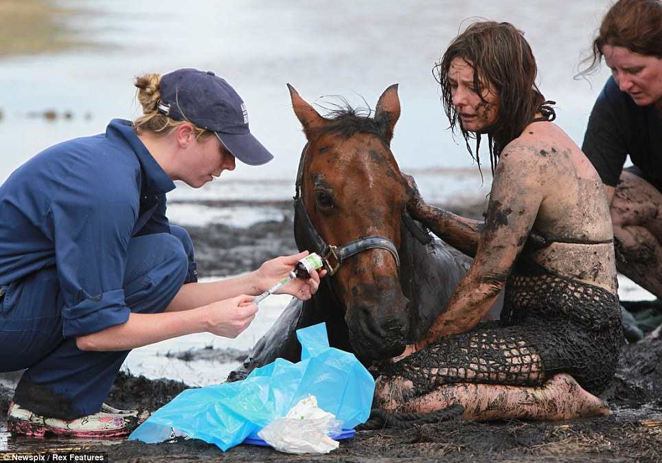 For 3 hours woman stays with trapped horse – then a farmer does everything he can to save its life