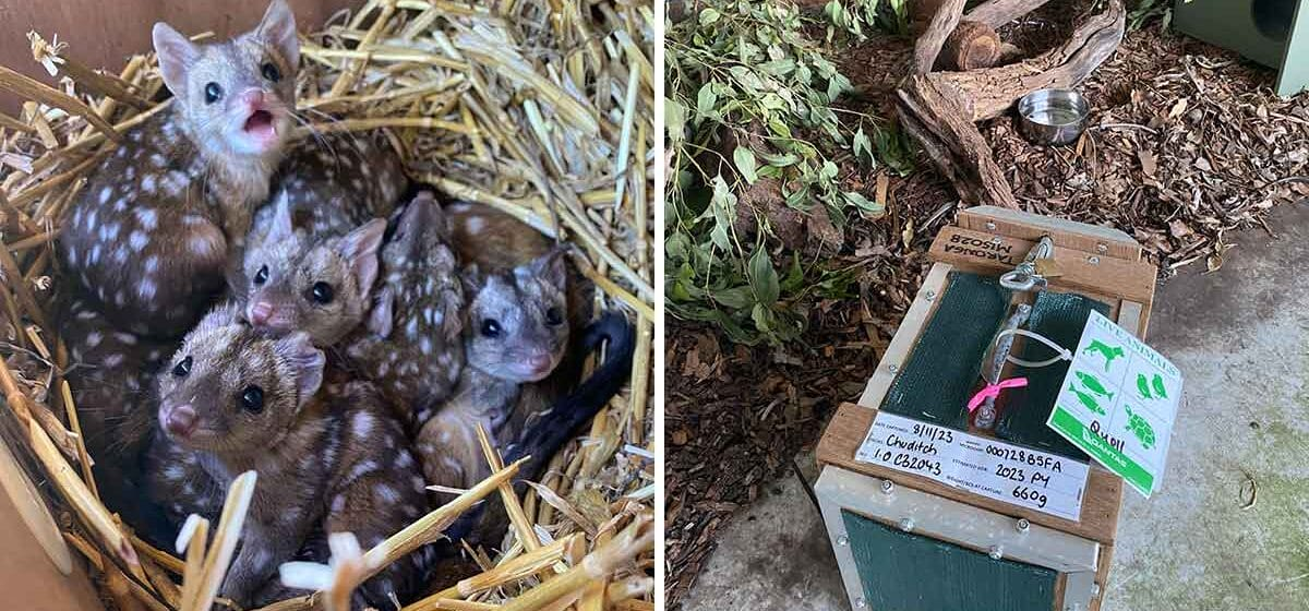 Gang finds unusually spiky creatures in nest – takes a closer look and jaws drop when they realize what kind of animals they are