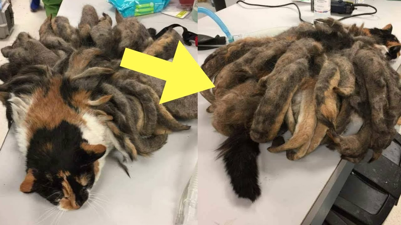 Neglected cat freed after having two pounds of matted fur removed