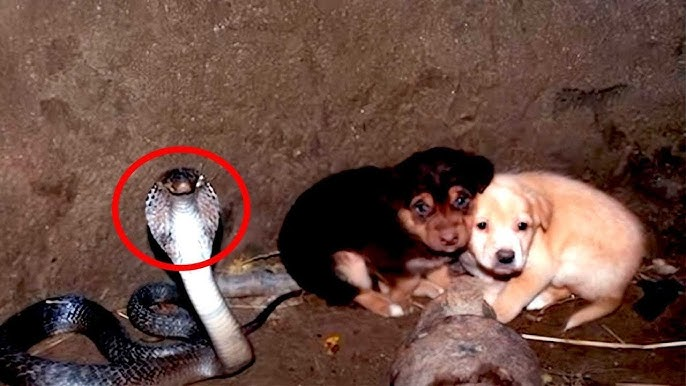 2 puppies fall into pit with a cobra – 48 hours later animal heroes are shocked