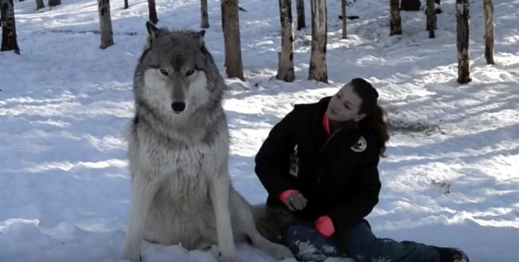 Giant wolf sits down next to woman in viral moment