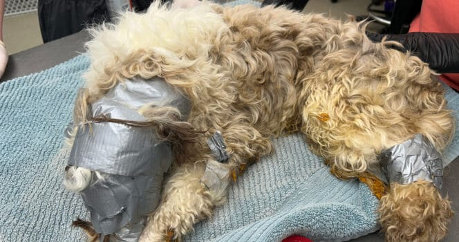 Dog found in dumpster wrapped up in duct tape: “I have never seen anything like it”