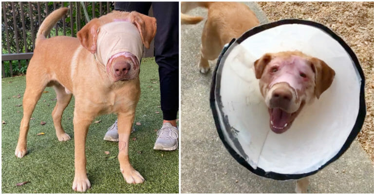 Buddy was cruelly set on fire and strangled with an extension cord – but look at him today